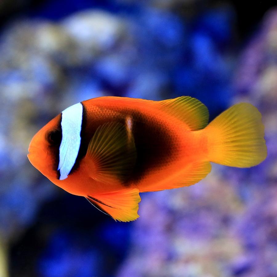 海水魚 ハマクマノミ ブラック ｍサイズ ワイルド １匹 北海道航空便要保温 チャーム Charm Paypayモール店 通販 Paypayモール