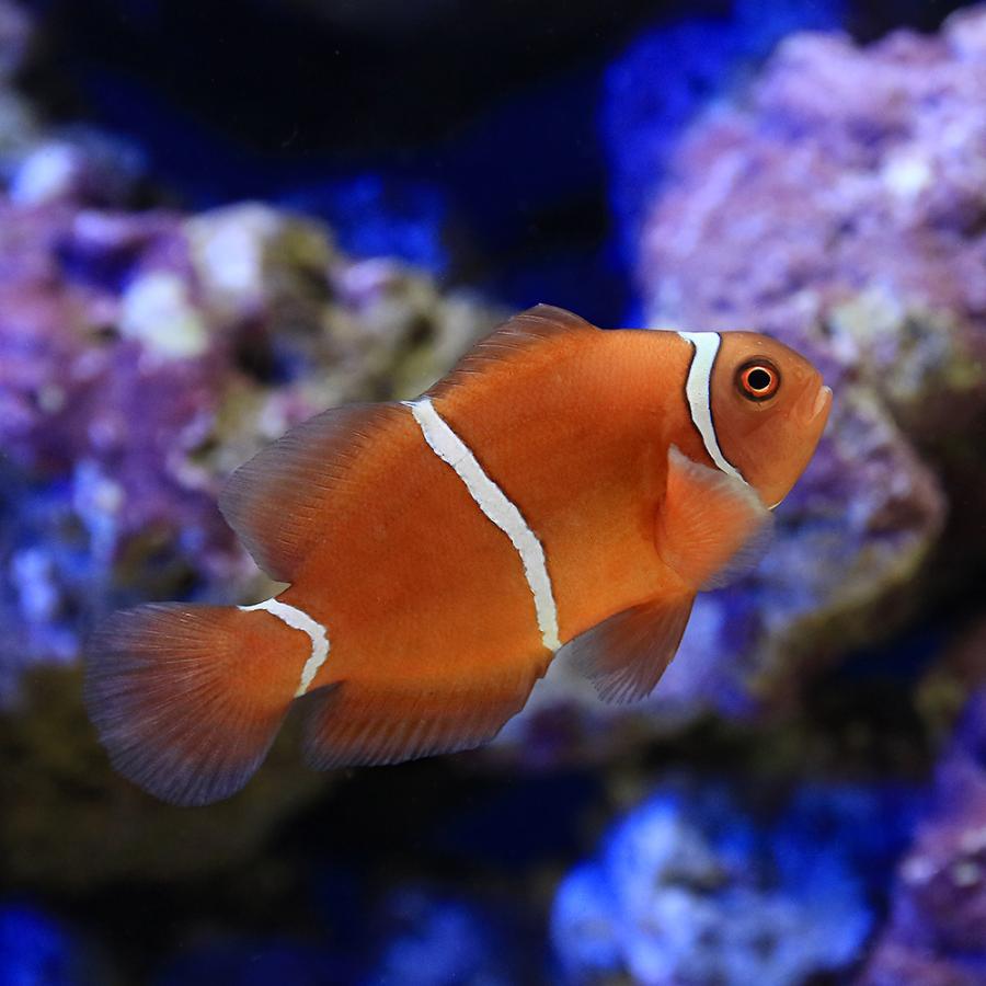 海水魚）スパインチークアネモネフィッシュ（ブリード）（1匹 