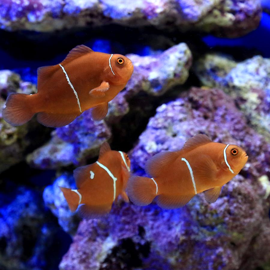 海水魚）スパインチークアネモネフィッシュ（ブリード）（1匹 