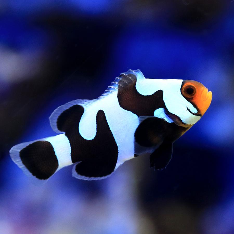 海水魚 ブラックダヴィンチオセラリス ブリード １匹 正規品 北海道航空便要保温