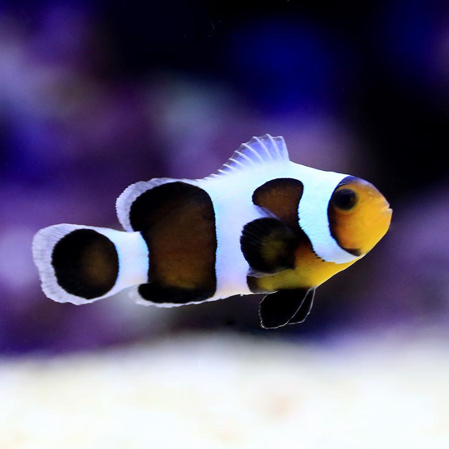 海水魚 ブラックダヴィンチオセラリス ブリード 北海道航空便要保温 １匹 直送商品