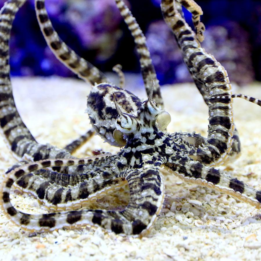 （海水魚）タコ　ゼブラオクトパス（１匹）　沖縄別途送料　北海道・九州航空便要保温