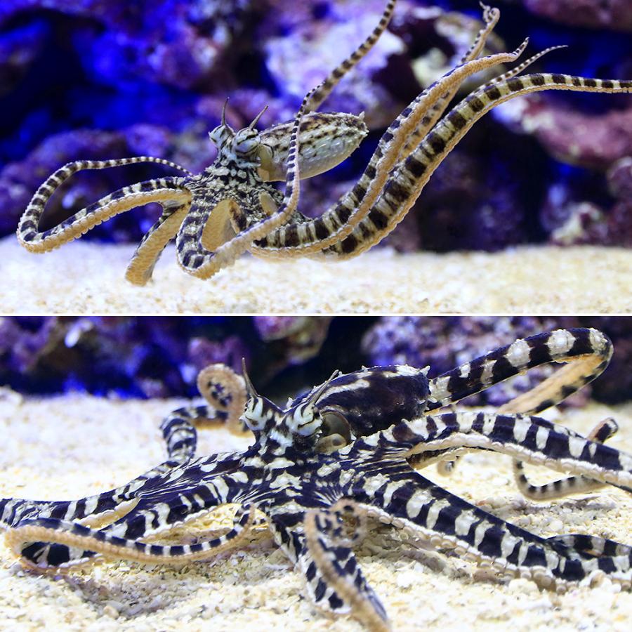 （海水魚）タコ　ゼブラオクトパス（１匹）　沖縄別途送料　北海道・九州航空便要保温 