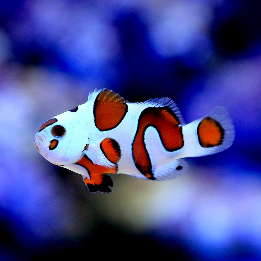 チャーム（charm） （海水魚）ピカソストームクラウン（ブリード）（1