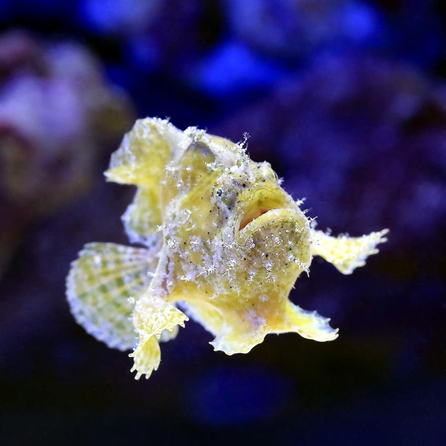 海水魚）ウルマカエルアンコウ（1匹） 北海道・九州航空便要保温 