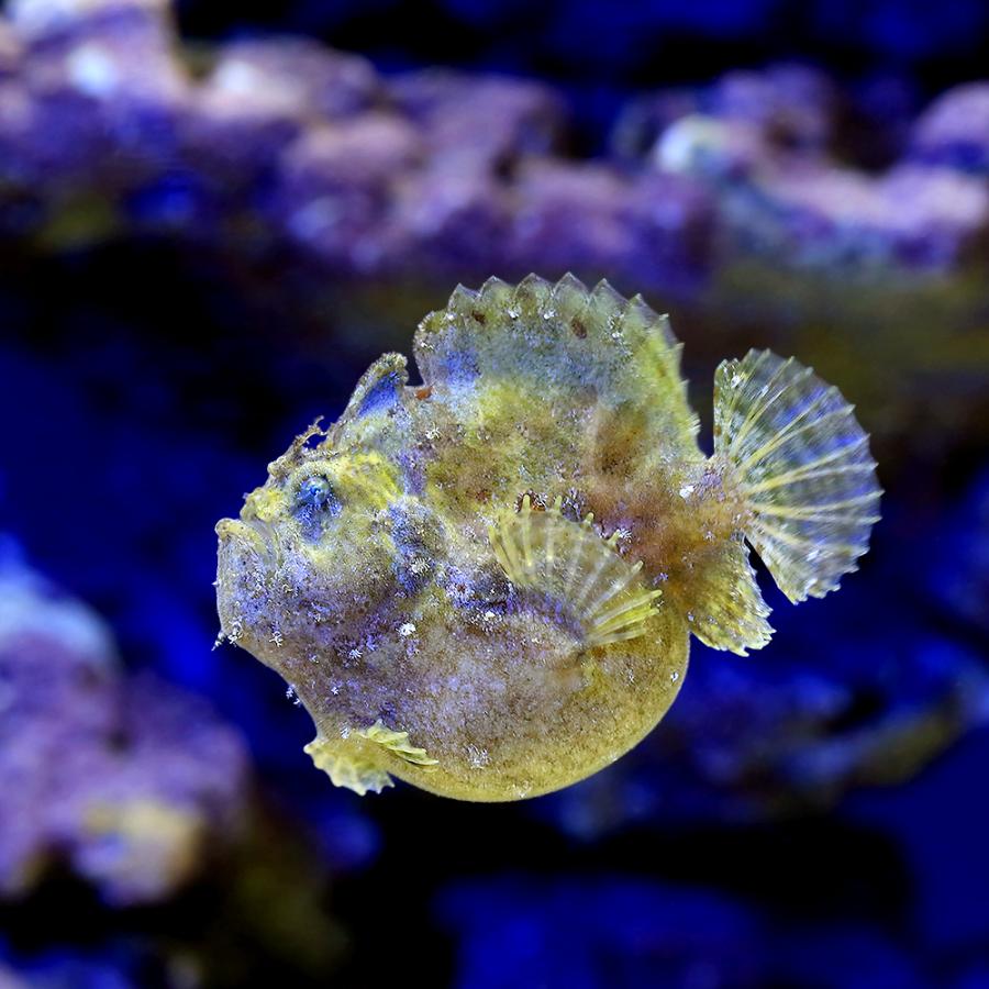 海水魚カエルアンコウ 5/12 カエルアンコウ幼魚 -19m 水温 17～19℃、透視度 5～8m #kaikyo