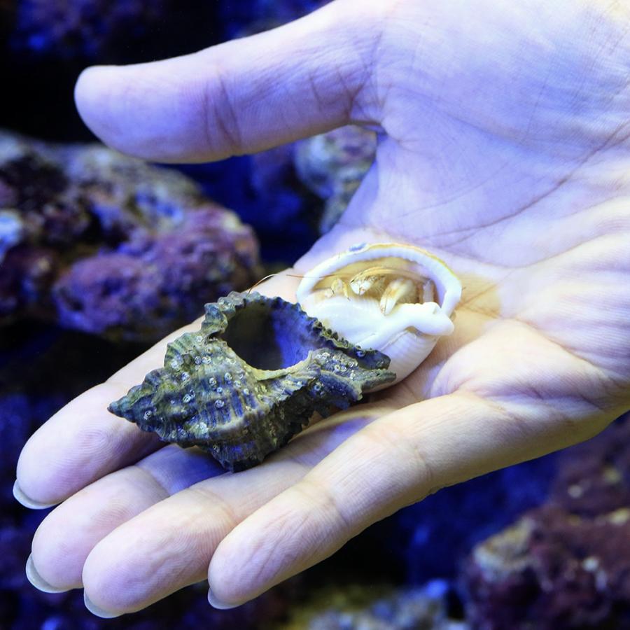 さかな バッグ、チャームのみ さかな バッグ、チャームのみ 楽天市場】【11月5日5％OFFクーポン配布