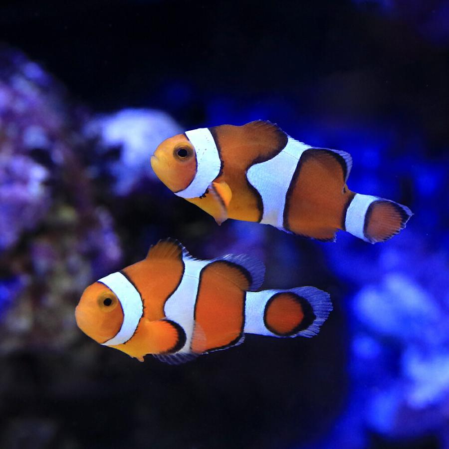 ブリード個体海水魚 バリ便大量入荷！ブリード個体もたっぷり入荷しております！ | 生麦