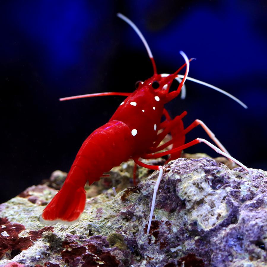 海水魚）エビ （B品）スリランカ産 ホワイトソックスシュリンプ（1匹