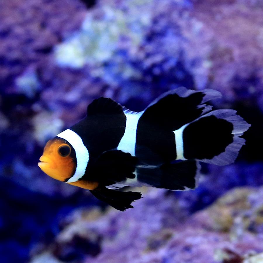 海水魚）ロングフィンブラックオセラリス（ブリード）（1匹） 北海道