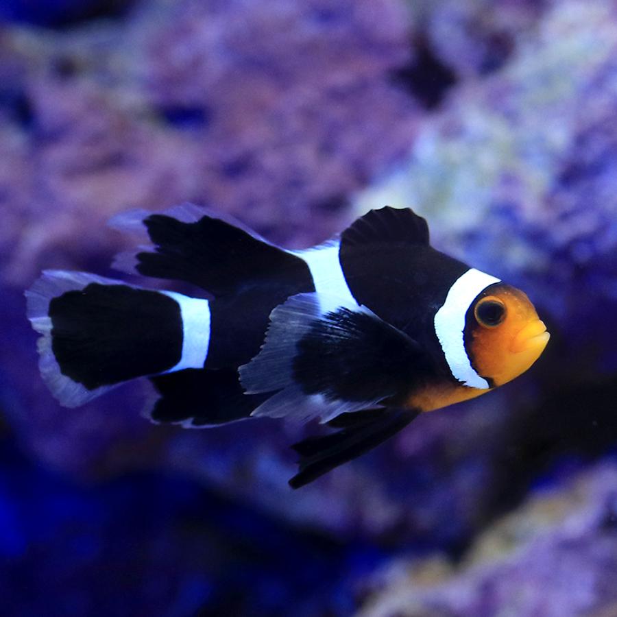 ロングフィン　ブラックオセラリス 海水魚）ロングフィンブラックオセラリス（ブリード）（1匹） 北海道