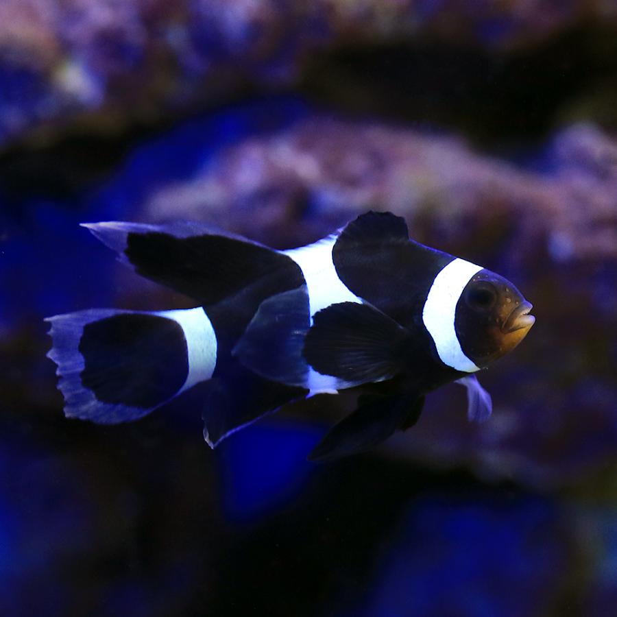 海水魚）ロングフィンブラックオセラリス（ブリード）（1匹） 北海道 