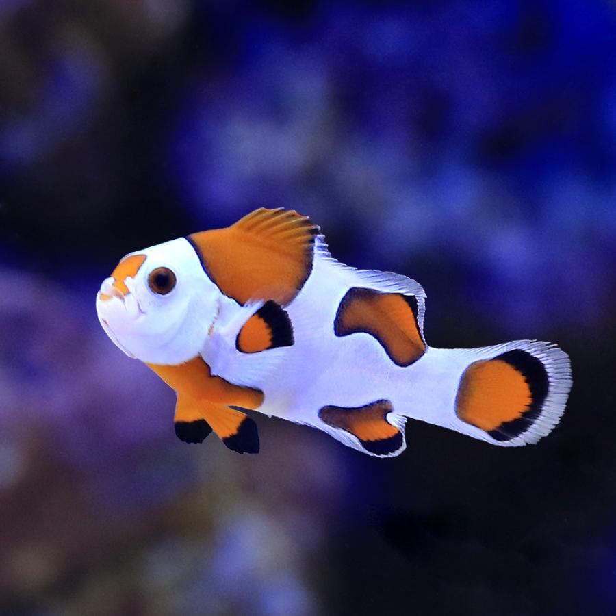海水魚）オレンジストームオセラリス カミハタブリード（1匹） 北海道 