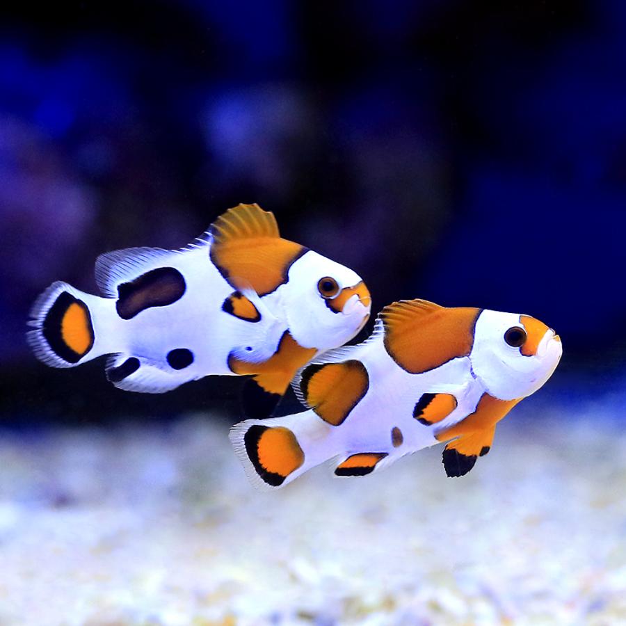 海水魚）オレンジストームオセラリス カミハタブリード（1匹 