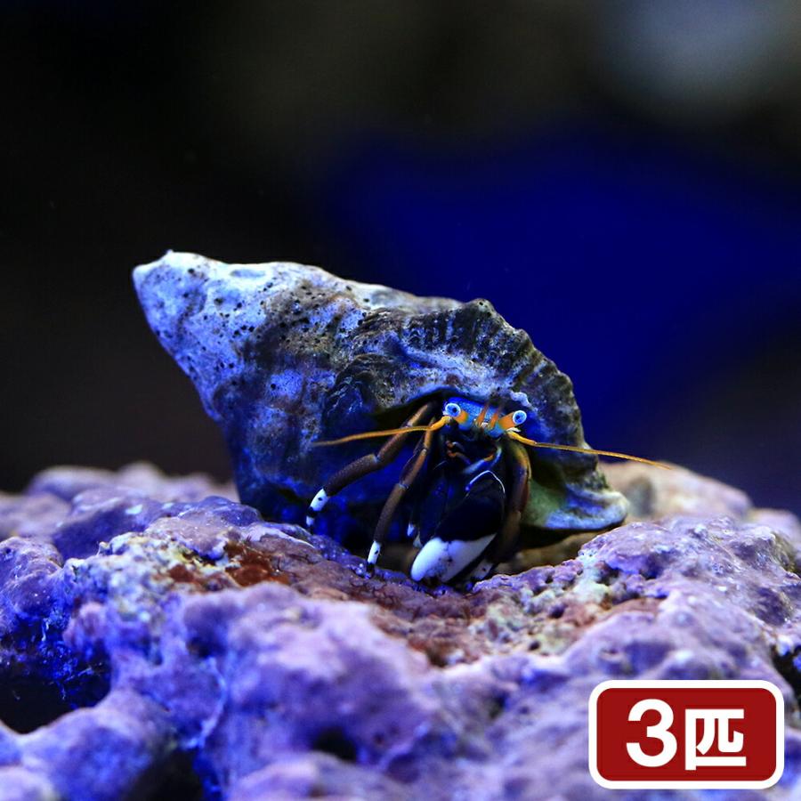 海水魚）ヤドカリ ヤドカリミックス Sサイズ（3匹） 北海道・九州