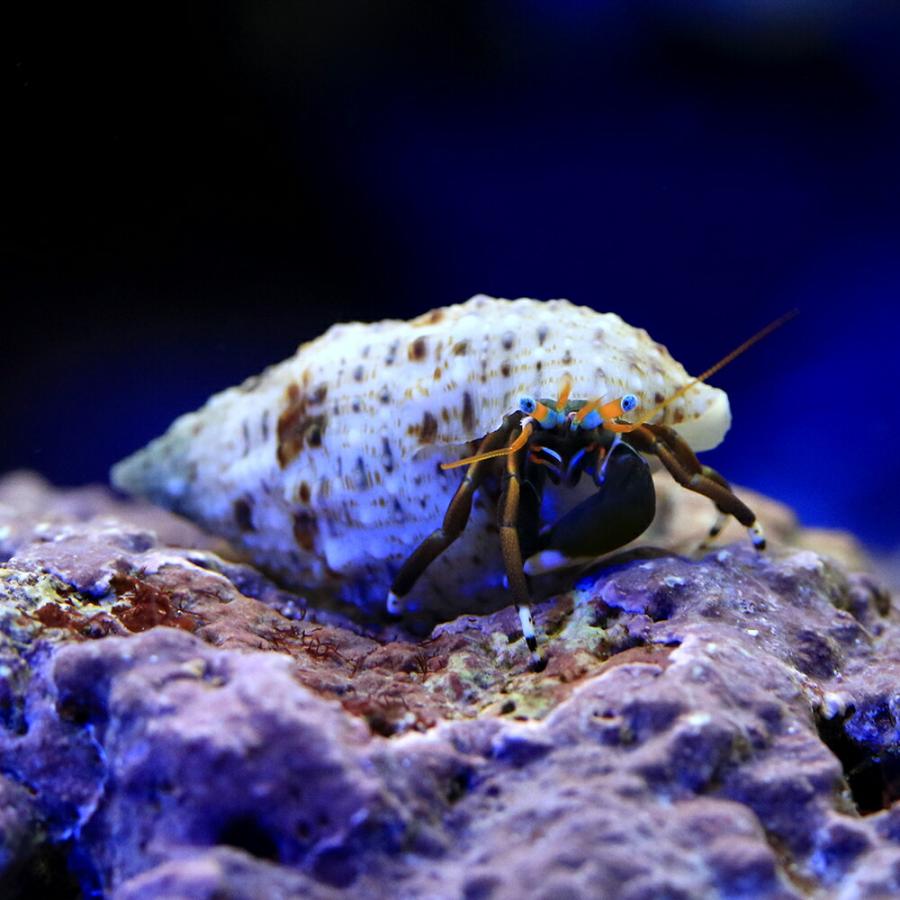 ヤドカリ 海水魚）ヤドカリ ヤドカリミックス Sサイズ（3匹） 北海道・九州