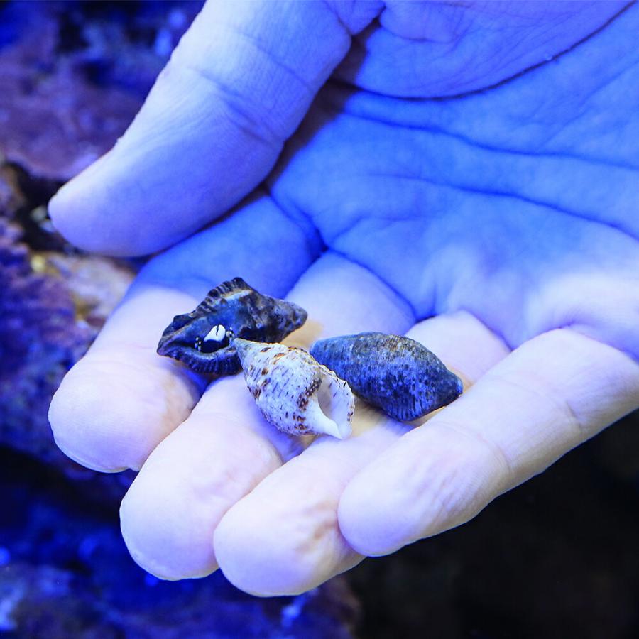 海水魚）ヤドカリ ヤドカリミックス Sサイズ（3匹） 北海道・九州
