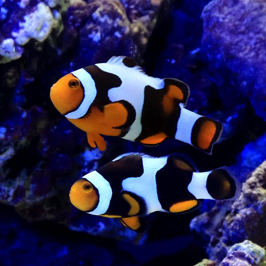 海水魚）ブラックピカソクラウン ペアリングチャレンジセット