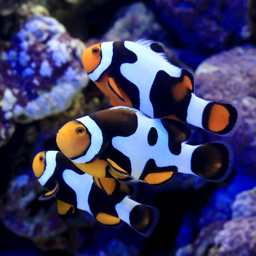 c*o様 1000シリングエキゾチックバタフライ世界限定2500枚2016年発行 海水魚）ブラックピカソクラウン ペアリングチャレンジセット