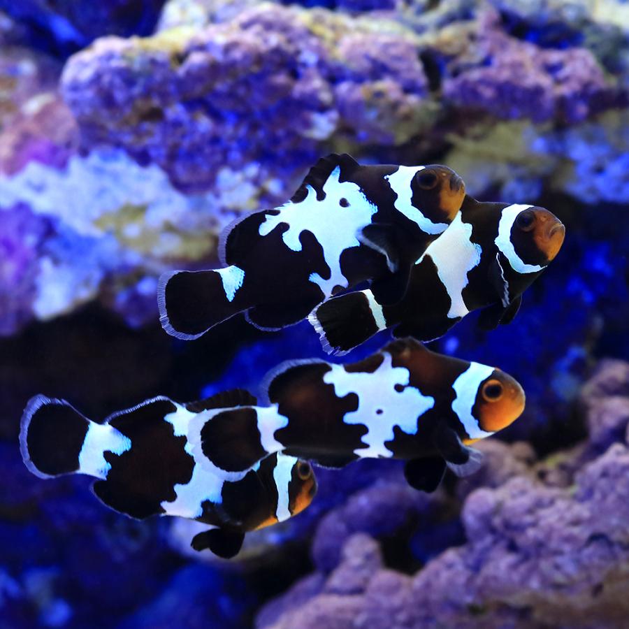 スノーフレークブラックオセラリス 楽天市場】（海水魚）ブラックスノーフレークオセラリス（ブリード