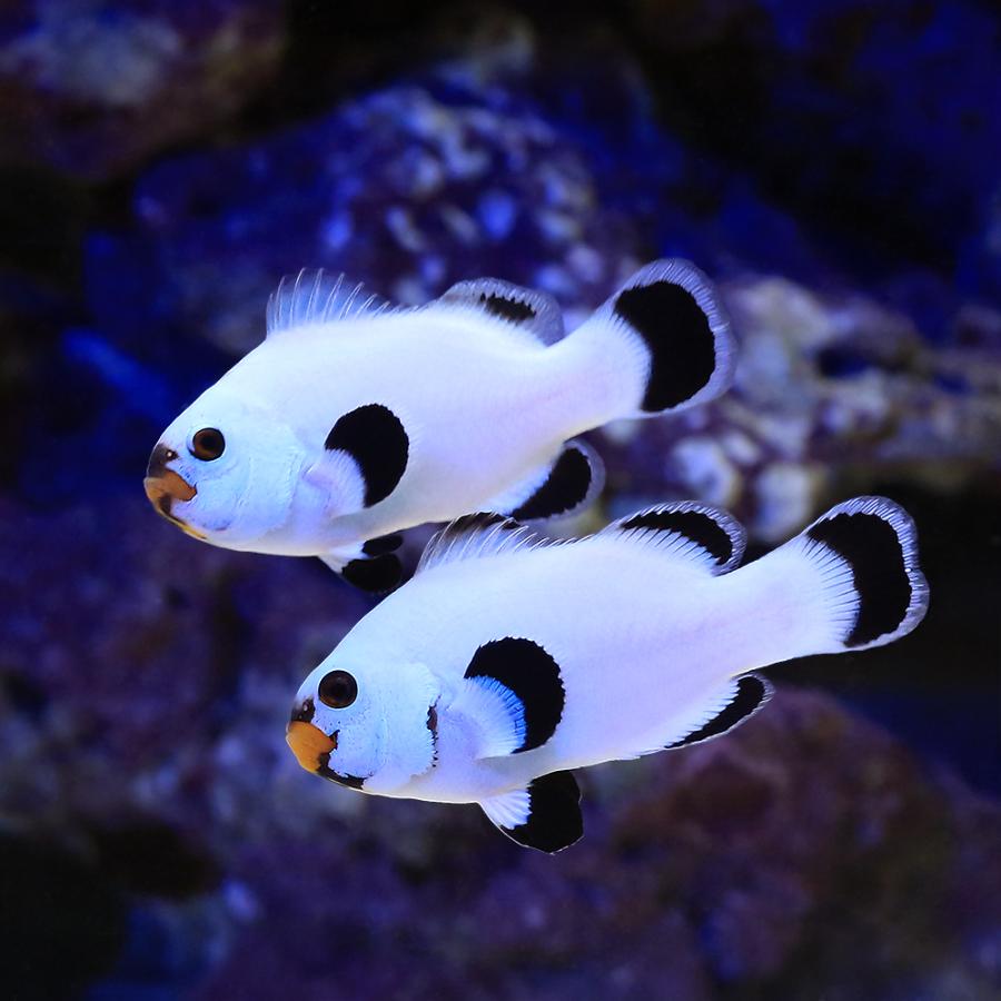 海水魚）プラチナクラウン ブラックタイプ ペアリングチャレンジセット 