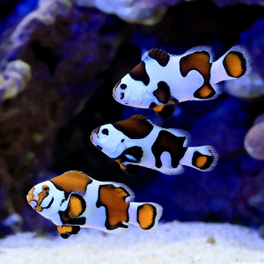 熱帯魚、アクアリウム用品 （海水魚）ピカソストームクラウン ペア 