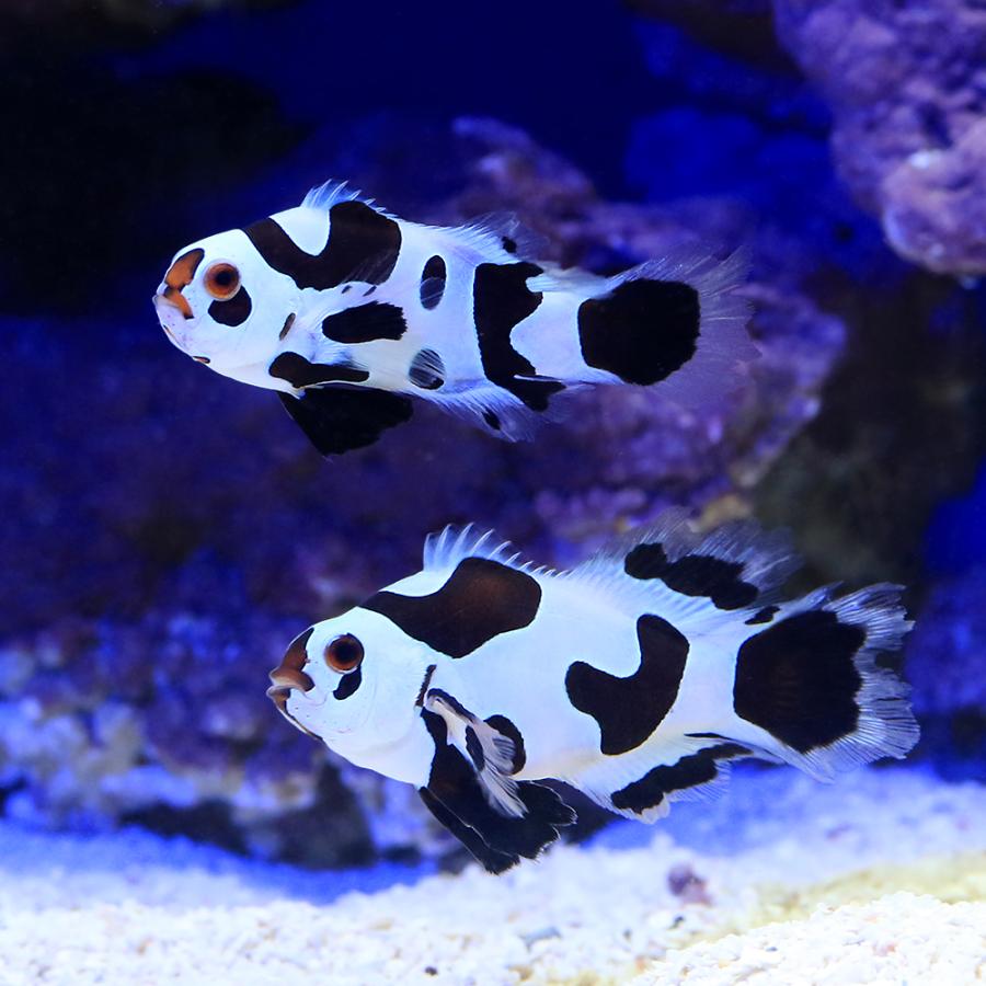 海水魚）ロングフィンブラックストームオセラリス（ブリード）（1匹 