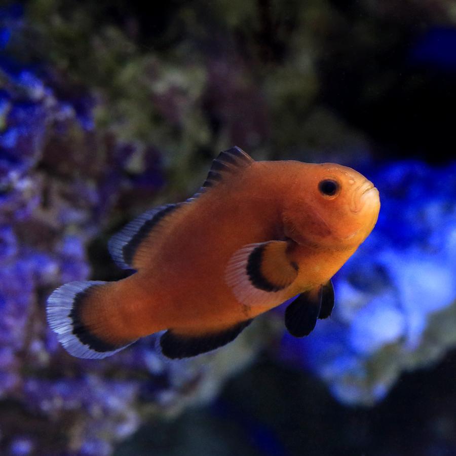 海水魚　プラチナオセラリス　2匹　オマケサンゴ　セット 海水魚）ミッドナイトオセラリス サンセット（ブリード）（1匹