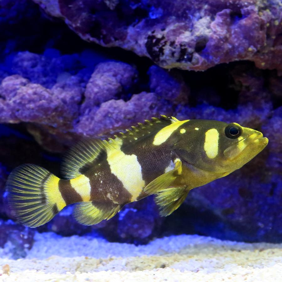 海水魚）タマカイ（ブリード）（汽水）（1匹） 北海道・九州航空便要 