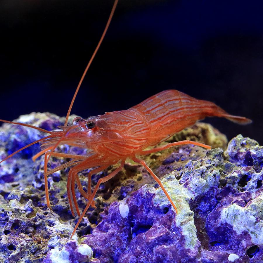 シュリンプさん専用 海水魚）エビ ペパーミントシュリンプ（ワイルド） Mサイズ（1匹