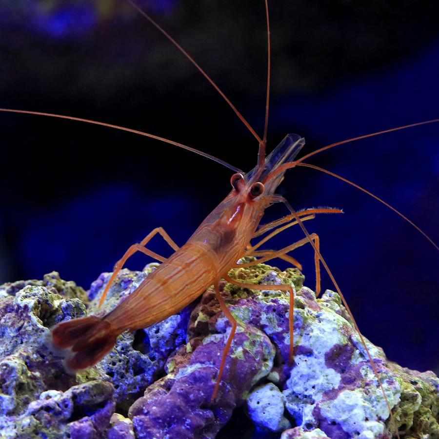海水魚）エビ ペパーミントシュリンプ（ワイルド） Mサイズ（1匹