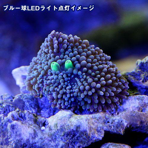 定番のお歳暮 サンゴ カリビアンバブルディスク ブルーグリーン ２マウス １個 5 730円 Aynaelda Com