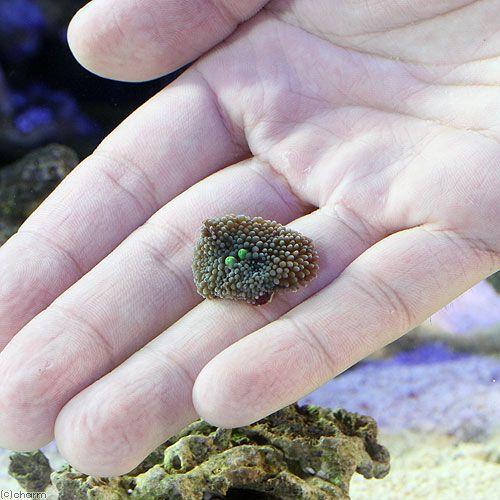 定番のお歳暮 サンゴ カリビアンバブルディスク ブルーグリーン ２マウス １個 5 730円 Aynaelda Com