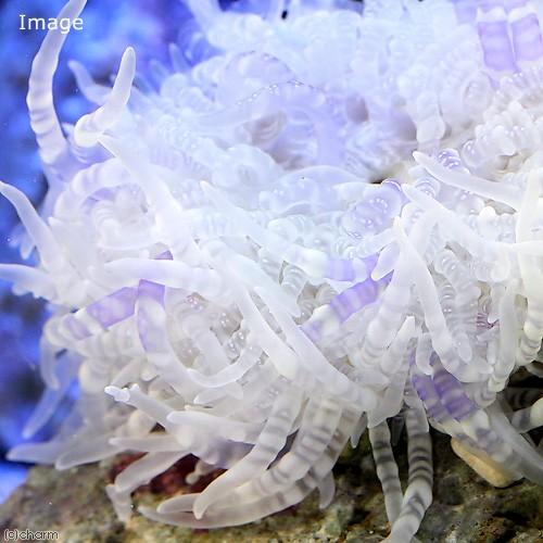 (海水魚)シマキッカイソギンチャク おまかせカラー S−Mサイズ(1匹)無脊椎動物|チャーム charm |01