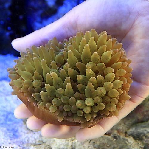 買い物 海水魚 サンゴイソギンチャク グリーン ｌサイズ １匹 無脊椎動物 北海道航空便要保温 毎日激安特売で 営業中です