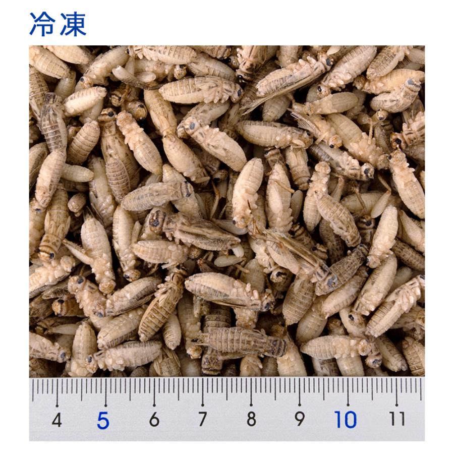 冷凍 イエコｍ １００ｇ 月夜野ファーム 冷凍コオロギ 国産 別途クール手数料 常温商品同梱不可 お一人様２点限り チャーム Charm ヤフー店 通販 Yahoo ショッピング