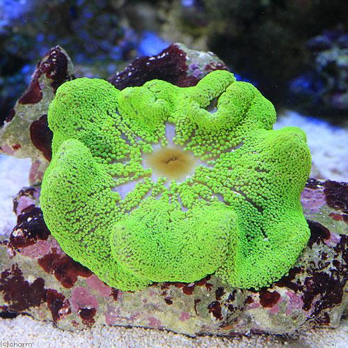 チャーム（charm） （海水魚）スリランカ産 イボハタゴイソギンチャク