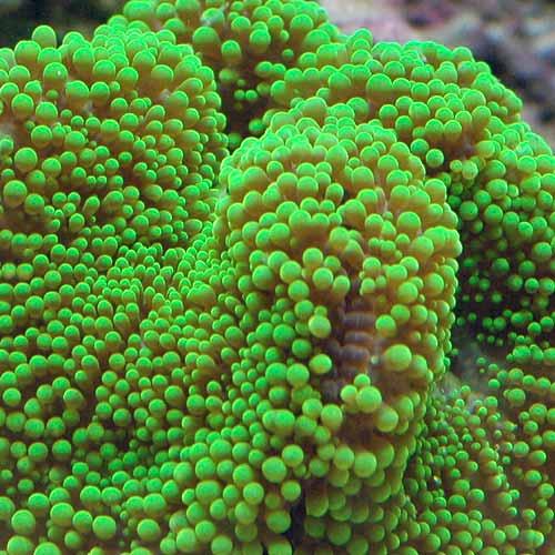 （海水魚）スリランカ産　イボハタゴイソギンチャク　メタリックグリーン　ＳＭサイズ（１匹）無脊椎動物　北海道航空便要保温　沖縄別途送料｜チャーム charm PayPayモール店|02