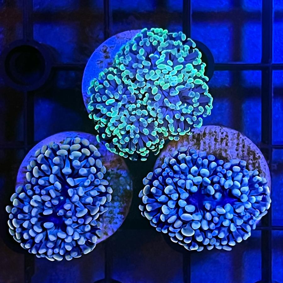 年間ランキング6年連続受賞 サンゴ カンムリハナサンゴ グリーン プラグ付き １個 3 710円 Aynaelda Com