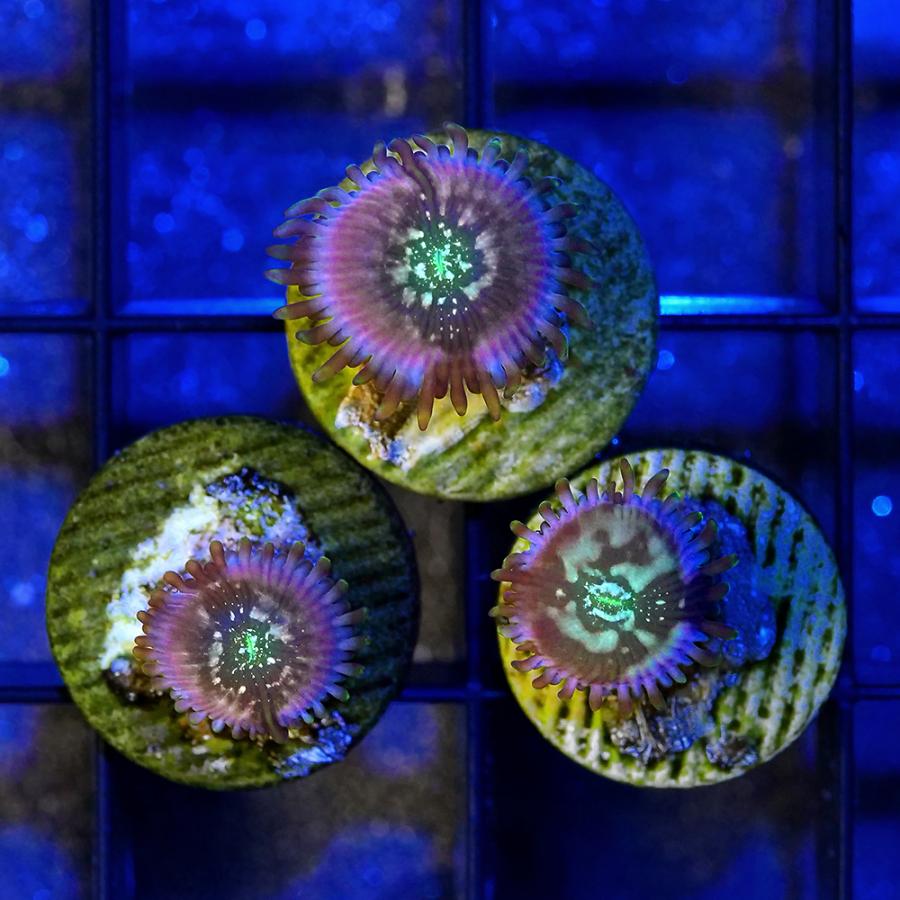 （サンゴ）マメスナギンチャク　ブルーアガベピープルイーター　プラグ付き（１個）　　北海道・九州航空便要保温 | チャーム（ペット） | 01