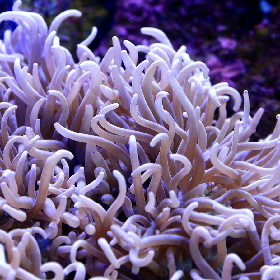 最大 Offクーポン 海水魚 サンゴイソギンチャク ｍサイズ ２匹 無脊椎動物 Riosmauricio Com