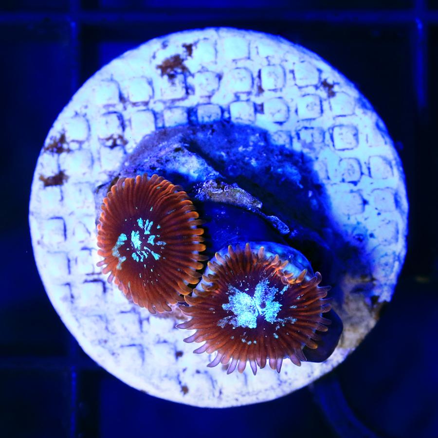 【サンゴ】　マメスナ コロニー 18cmぐらい ビッグサイズ マメスナギンチャク サンゴ】 マメスナ コロニー 18cmぐらい ビッグサイズ マメスナギンチャク