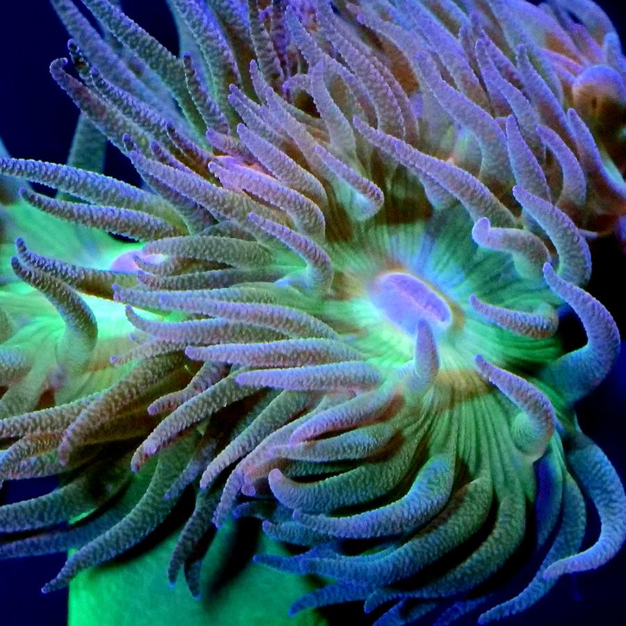 海水魚　水槽　珊瑚　サンゴ　フラグ　プラグ　コーラル　フラッグ　500個＋α 海水魚 水槽 珊瑚 サンゴ フラグ プラグ コーラル フラッグ 500個＋α