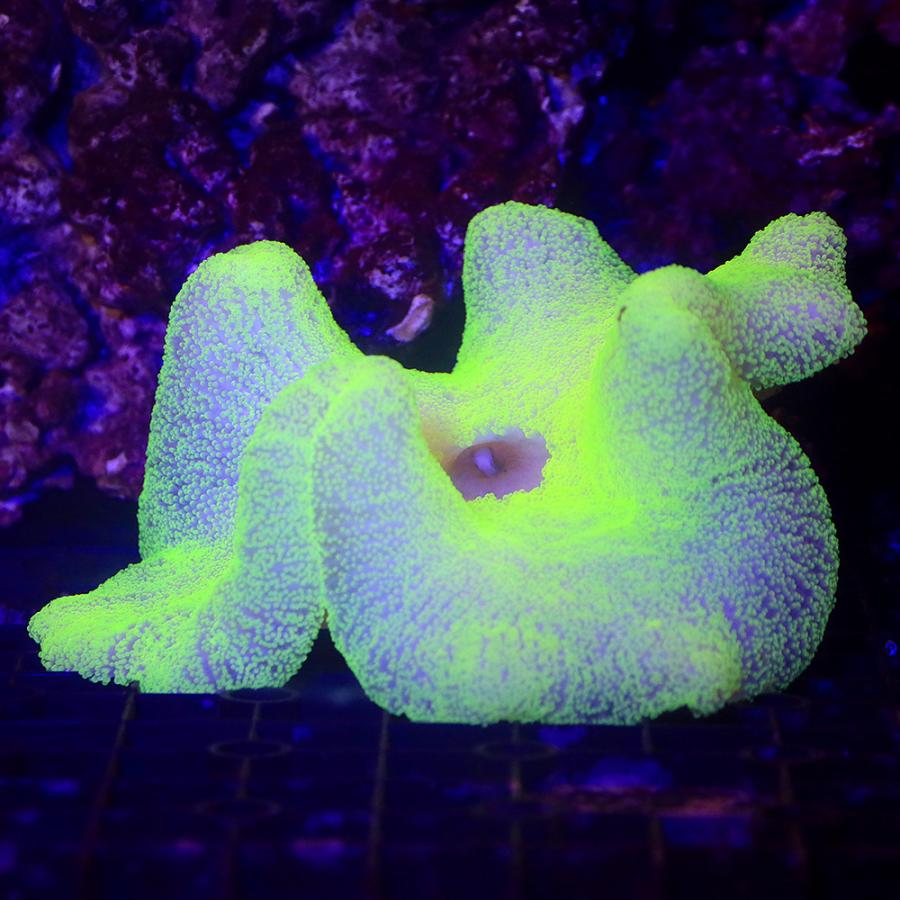 海水魚）イボハタゴイソギンチャク ライトグリーン Mサイズ（1匹）無