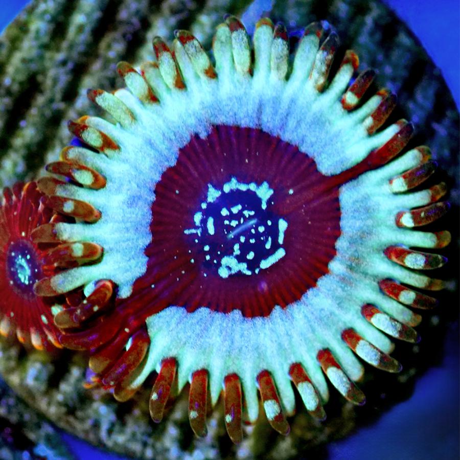 サンゴ）マメスナギンチャク ホワイトゾンビ プラグ付き（1個