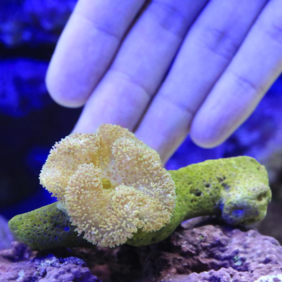 海水魚）イボハタゴイソギンチャク おまかせカラー Sサイズ（1匹）無