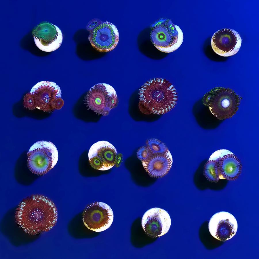 （サンゴ）おまかせマメスナギンチャク　Sサイズポリカプラグ付き（５個）　ｙｌ-６３　北海道・九州航空便要保温 |  | 01