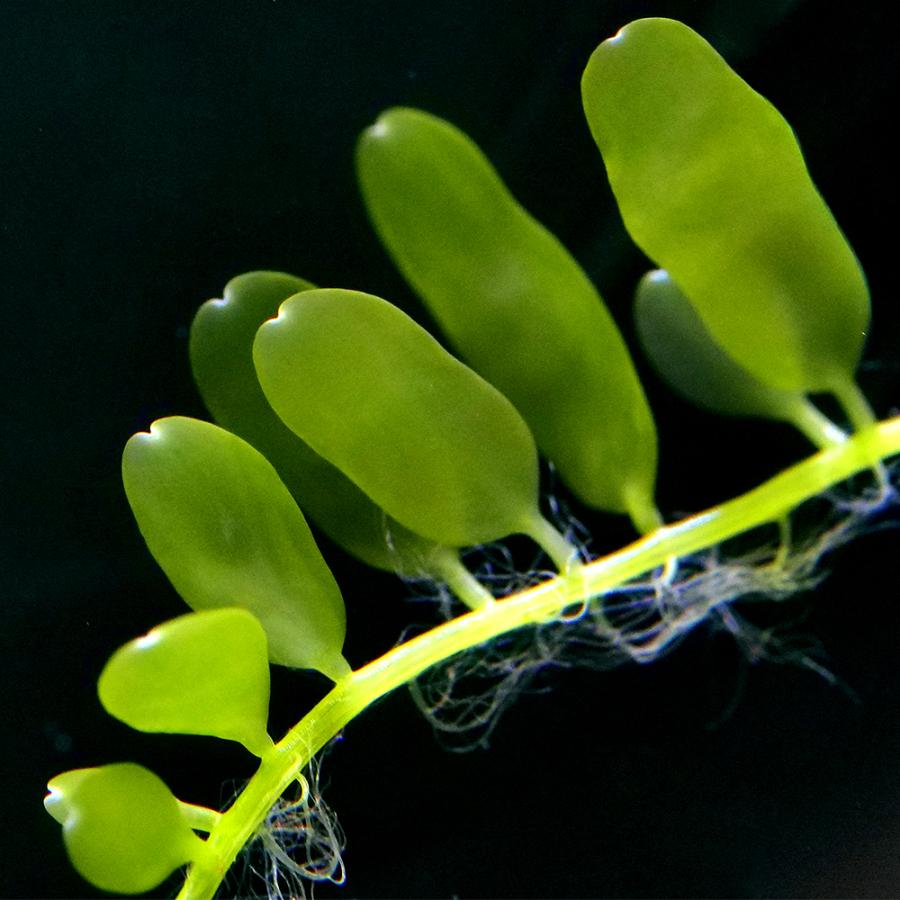 サンゴ）ヒナイワヅタ マルコロック付きポリカプラグ ミニサイズ（1個