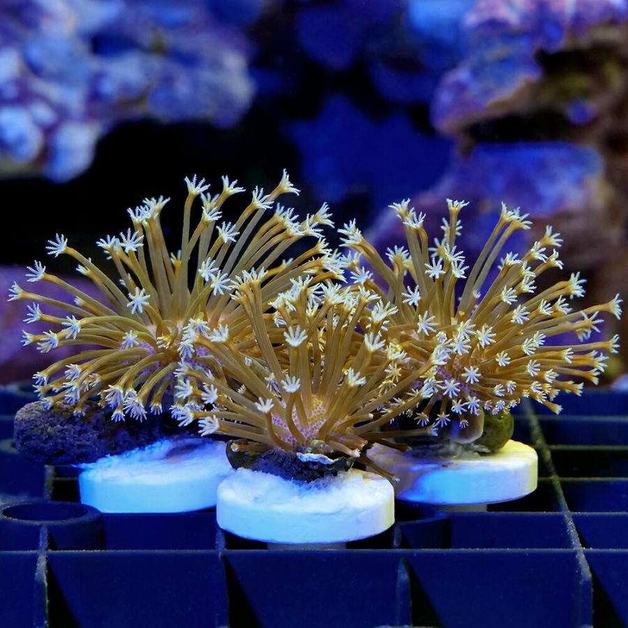 サンゴ）オーストラリア産 ウミキノコ ロングポリプ グリーン プラグ