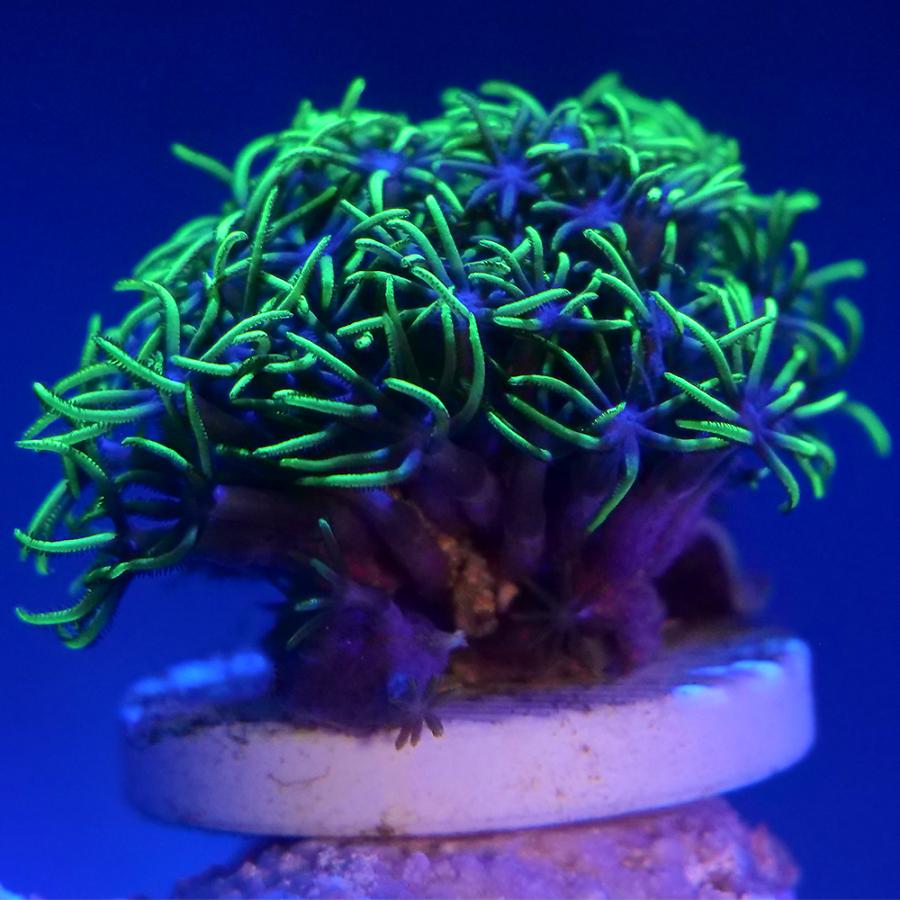 メタリックグリーンの綺麗な形のオオバナサンゴ Y5